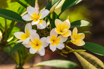 Obraz na płótnie Canvas Plumeria rubra flowers blooming, with sunlight and green leaves
