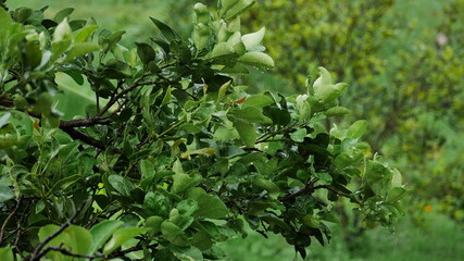 wet pomelo leaf while raining
