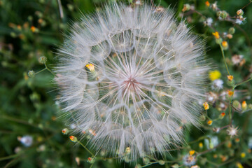 Big blowball in a meadow in close up	
