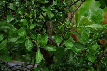 wet pomelo leaf while raining