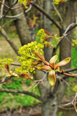 Spring. Close-up of blossoming leaves and flowers. Bokeh, background .