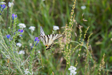 Scarce swallowtail butterfly in a meadow	
