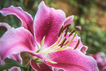 Fototapeta na wymiar Pink lily (Lilium) flower blooming in close up