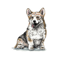 Watercolor illustration of a corgi. Dog. Animal. Design. Art. Postcard. Cute. Beautiful. Child. Handmade work. Print on the fabric. Graphics.