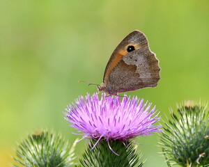 Schmetterling / Gro&szlig;es Ochsenauge auf Distel