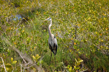 Great blue heron standing in a mangrove wetlands
