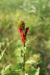 Cardinal flower plant beginning to bloom at Harms Flatwoods in Skokie, Illinois