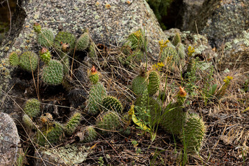 Rocky Cactus