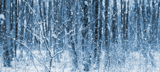 Winter forest during snowfall. Snow-covered trees in the winter forest, Christmas background