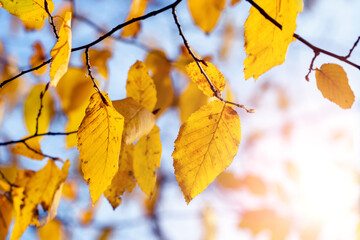 Colorful autumn background. Yellow autumn leaves on a background of blue sky in the sunlight