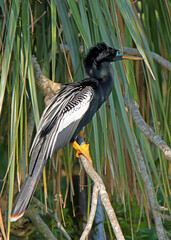 Male Anhinga perched on a branch