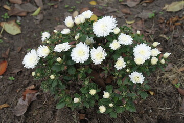 Bush of white Chrysanthemums in bloom in October