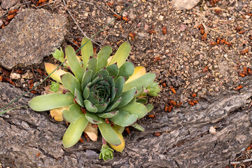 Close up Succulent