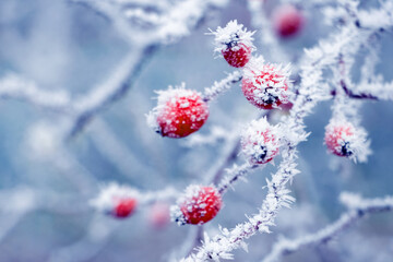 Rose hip bush with frost-covered branches and red berries on a light blue blurred background