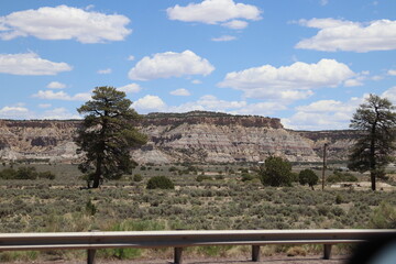 Fototapeta na wymiar New Mexico Wildlife and Landscape