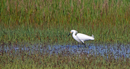Great egret hunting in a shallow salt marsh