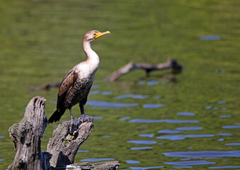 Cormorant perched on dead tree in a pond