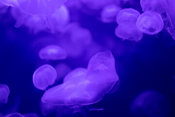 jelly fish in the aquarium