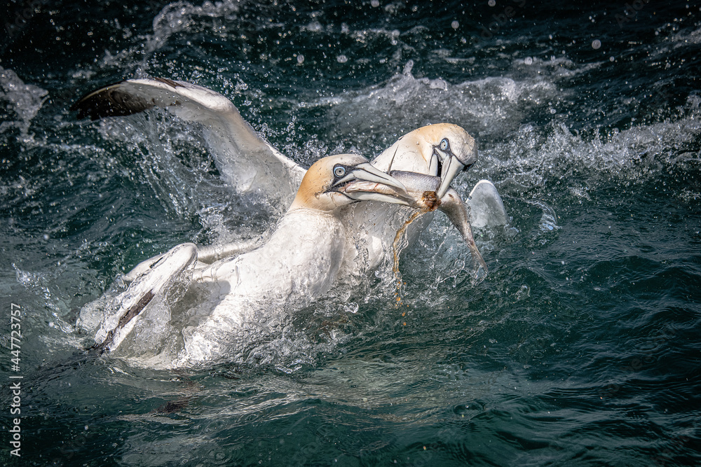 Poster a pair of gannets, morus bassanus, fighting over the same fish. both have their beaks on it and it i