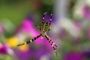Female spider Argiope Bruennichi, or the wasp-spider on her spiderweb. Blurred background. 