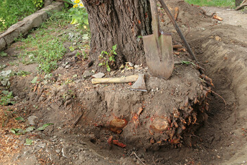 Old tree uprooting. Around the tree, the earth was dug up and the roots were sawn off. Near the tree are tools - an ax and a shovel. - obrazy, fototapety, plakaty