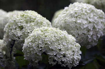 Blooming hydrangea in a garden