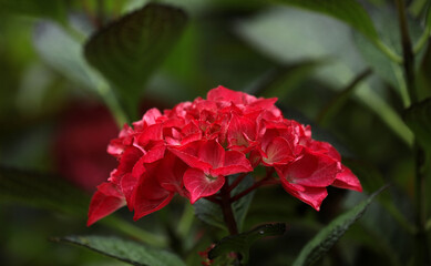 Blooming hydrangea in a garden