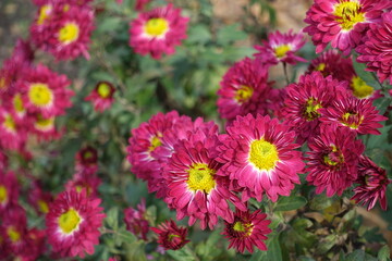 Reddish pink and yellow flowers of Chrysanthemums in November