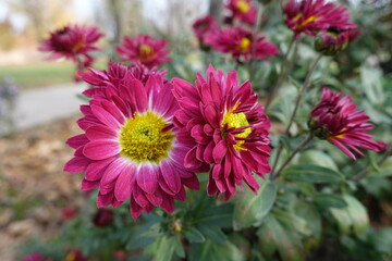 Rose red and yellow flowers of Chrysanthemums in November