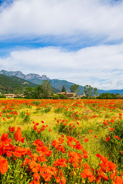 Poppy flowers growing in a meadow by Hostalets d'en Bas, La Garrotxa, Girona, Spain