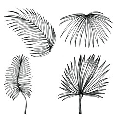 Vector Exotic tropical hawaiian summer. Palm beach tree jungle botanical leaves. Black and white engraved ink art. Leaf plant botanical garden floral foliage. Isolated leaf illustration element.