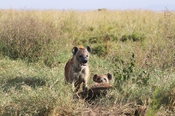 Beautiful Animals Game of Africa – Hyena

