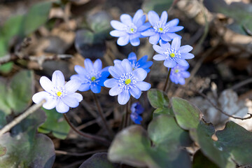 Hepatica nobilis flowers blooming in early spring