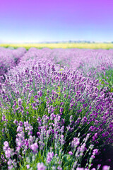 Beautiful lavender field on a bright sunny summer day. Selective focus. Copy space.