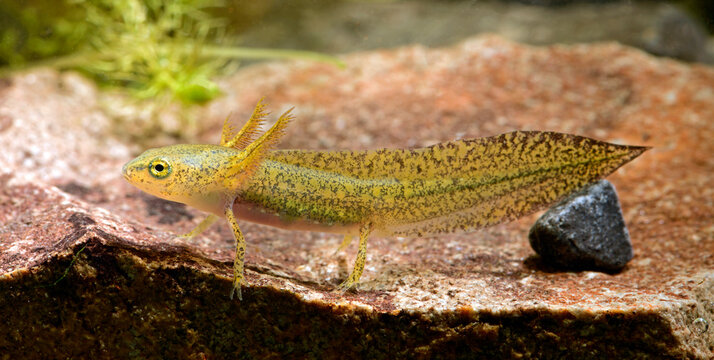 Bergmolch (Ichthyosaura alpestris) Larve - Larva of the Alpine newt under water