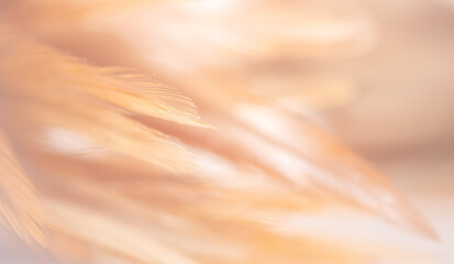 Feather fluffy brown abstract background