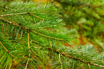 Leaves Closeup Kumrat Valley Beautiful Landscape Mountains View