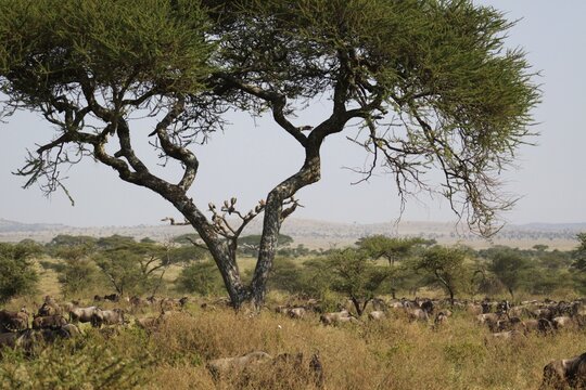 Beautiful Animals Game of Africa – Wildebeest