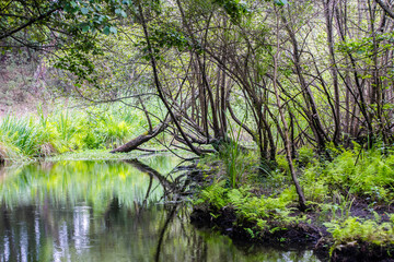 Fototapeta na wymiar pretty landscape with a stream crossing the forest