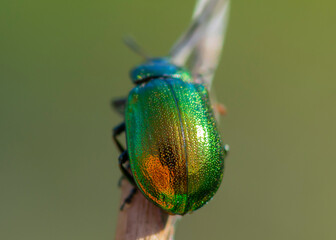 COLEOPTERA – CHRZĄSZCZE