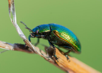 COLEOPTERA – CHRZĄSZCZE