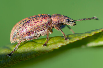 COLEOPTERA – CHRZĄSZCZE