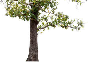 Obraz premium Trees isolated on white background, tropical trees isolated used for design, advertising and architecture