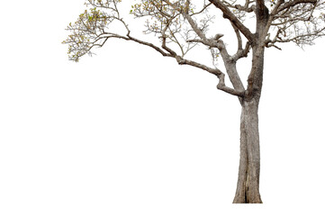 Trees isolated on white background, tropical trees isolated used for design, advertising and architecture