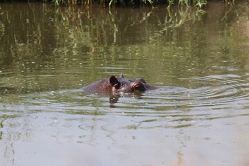 Beautiful Animals Game of Africa – Hippopotamus