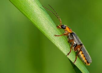 Fototapeta premium COLEOPTERA – CHRZĄSZCZE
