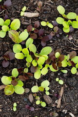 Background of fresh lettuce salad growth on the ground soil in the garden in spring season.