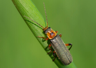 COLEOPTERA – CHRZĄSZCZE