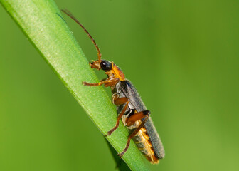 Fototapeta premium COLEOPTERA – CHRZĄSZCZE