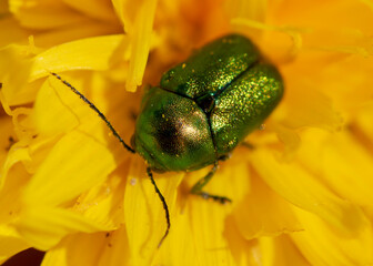 Cryptocephalus sericeus – Zmróżka złotawa